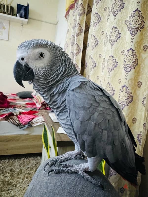 African Grey Parrot For Sale 0