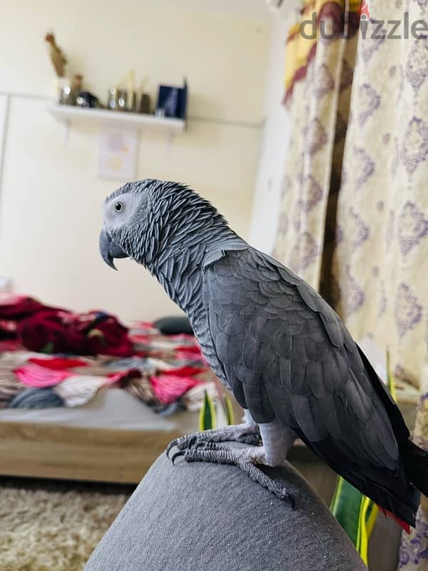 African Grey Parrot For Sale 1