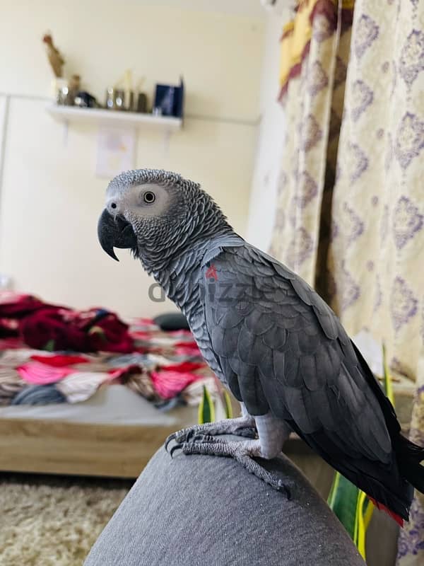 African Grey Parrot For Sale 2