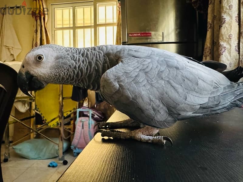 African Grey Parrot For Sale 3