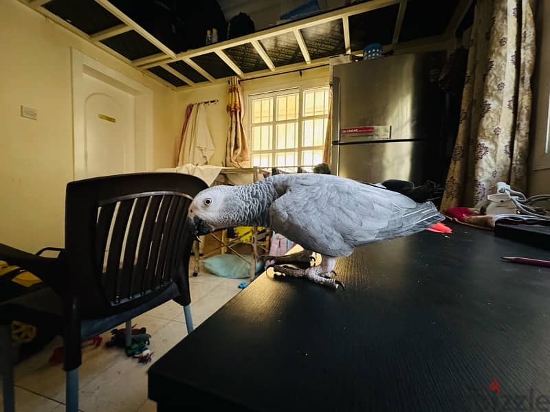 African Grey Parrot For Sale 4