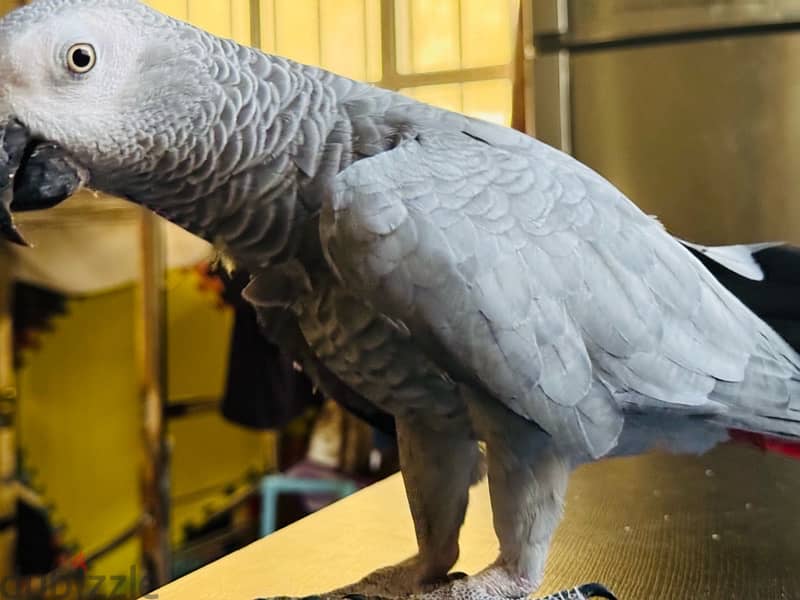 African Grey Parrot For Sale 5