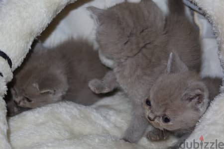 سكوتش فولد ليلك - Scottish fold lailac