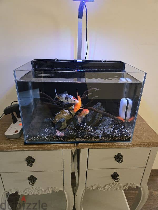 Fish Aquarium for sale (with fish) 0