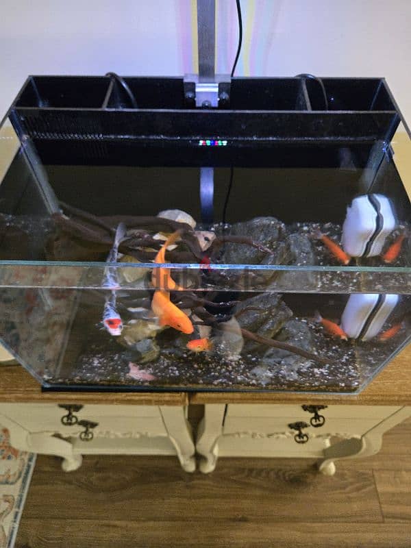 Fish Aquarium for sale (with fish) 1