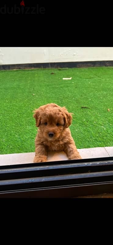 Mini Maltipoo puppies