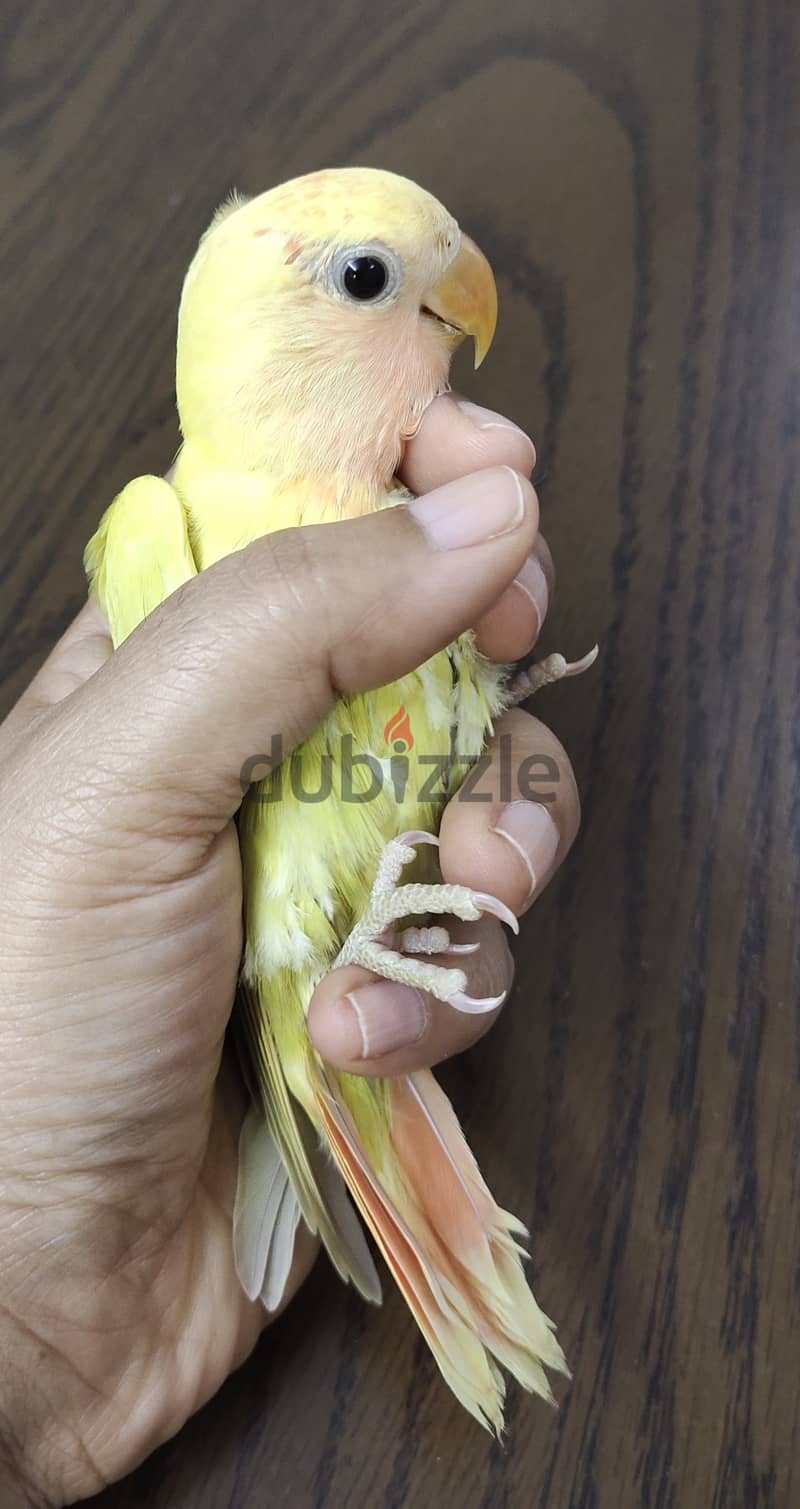 Baby African love bird 0