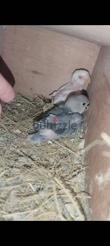 lovebird pair with 2 chicks 1