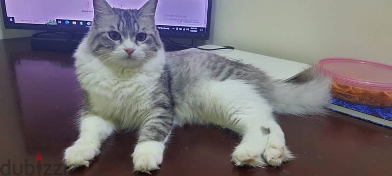 Female cat is available for adoption urgently 2