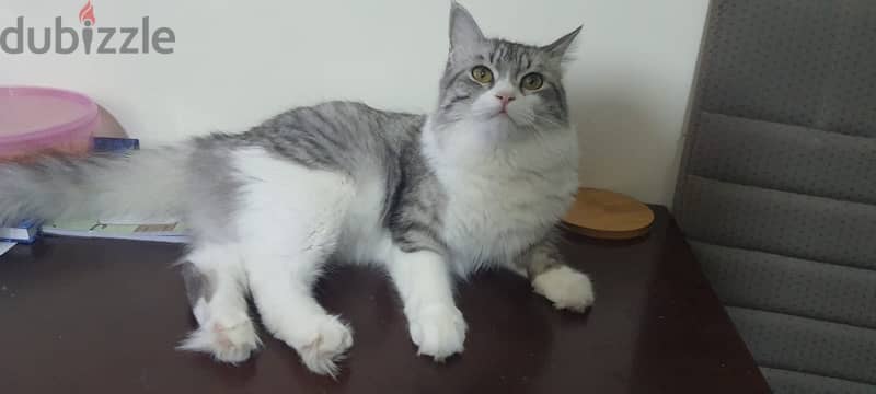 Female cat is available for adoption urgently 3