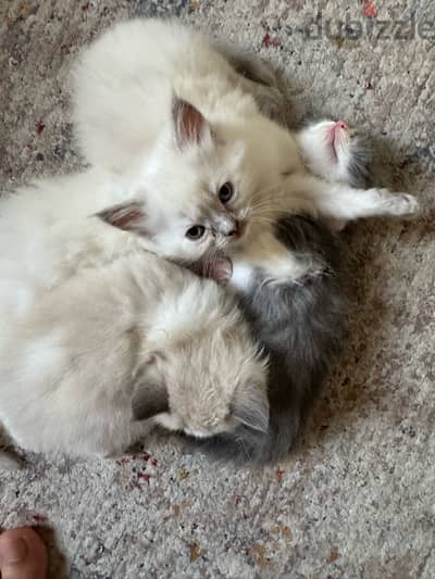 kittens