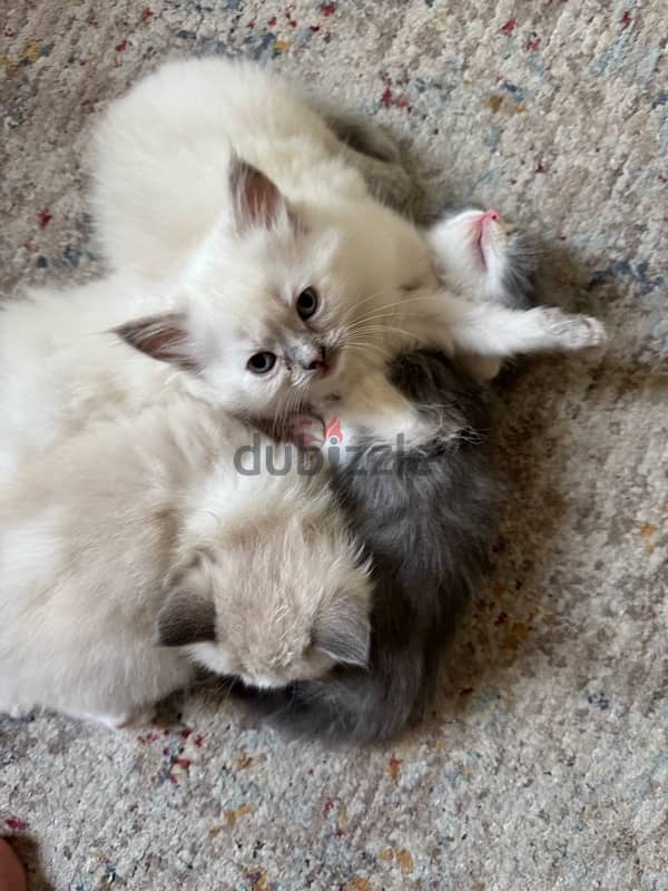 kittens for sale 1