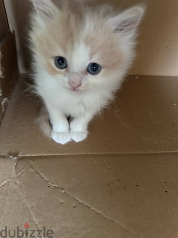 kittens for sale 2