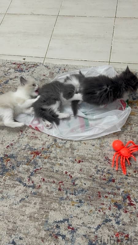 kittens for sale 3