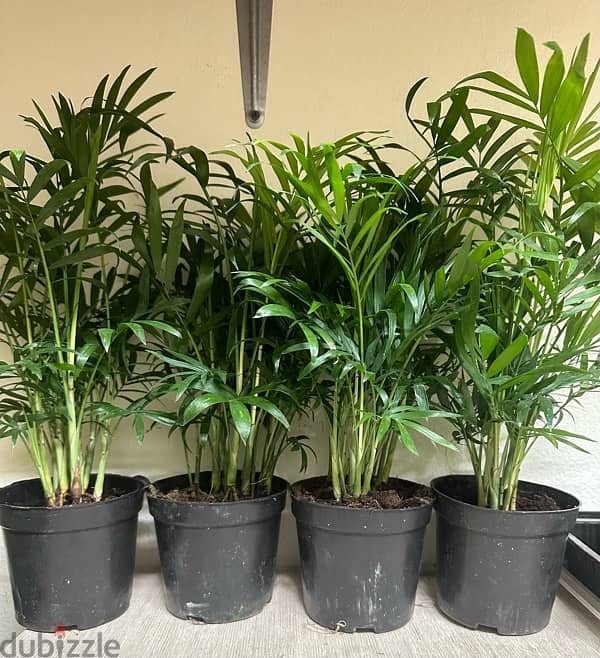 plants For Sale 1