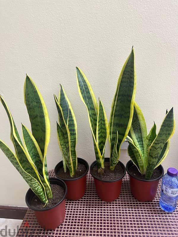 plants For Sale 2