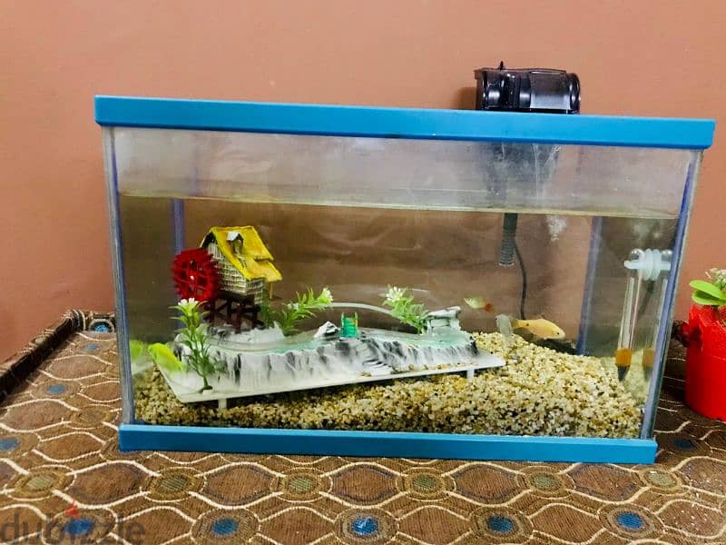 Fish tank 15 bd 1