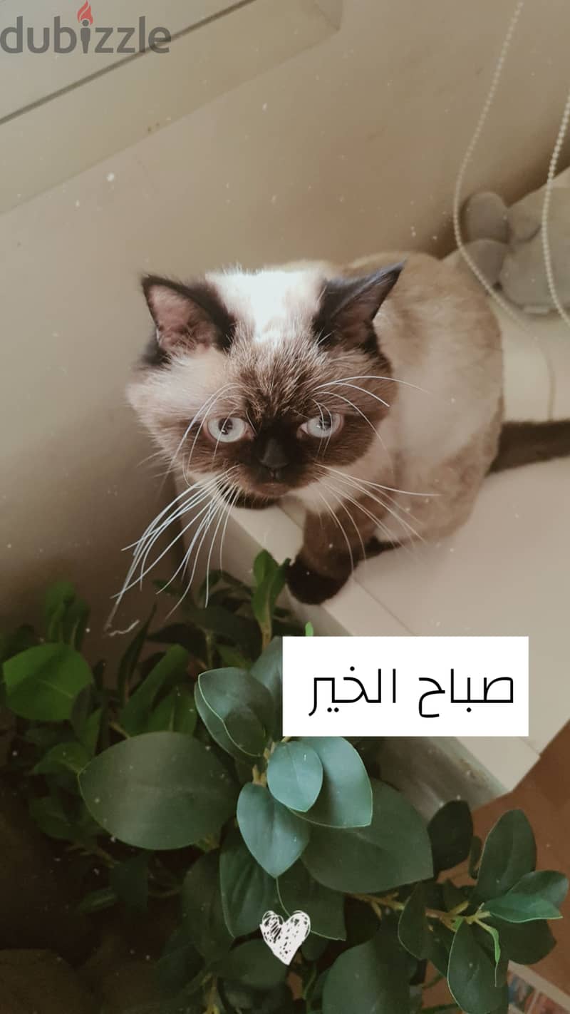 قطة همالايا للتبني   Himalayan cat for adoption 0