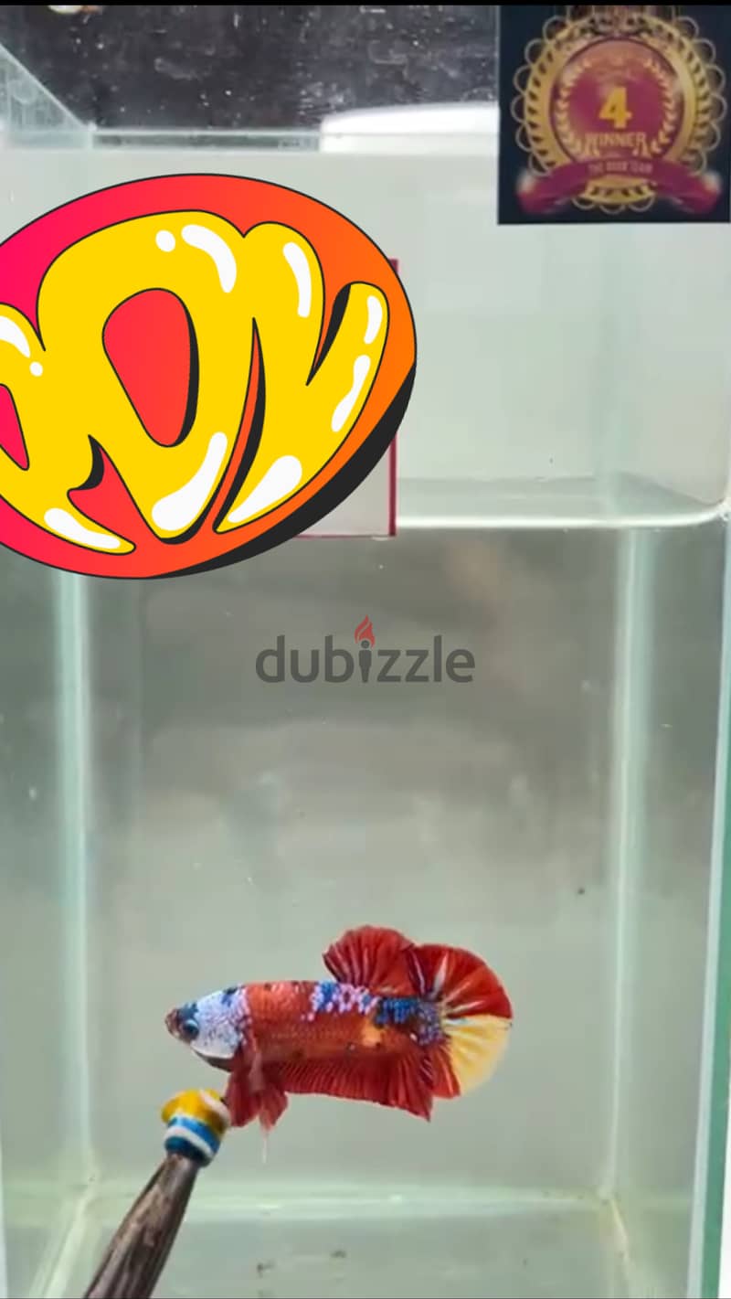 Top grade Betta fish 0