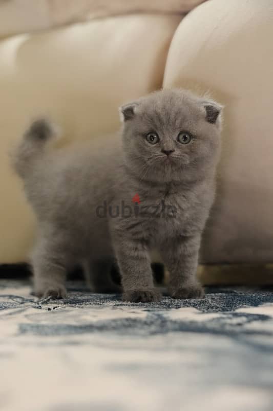 Scottish fold 0