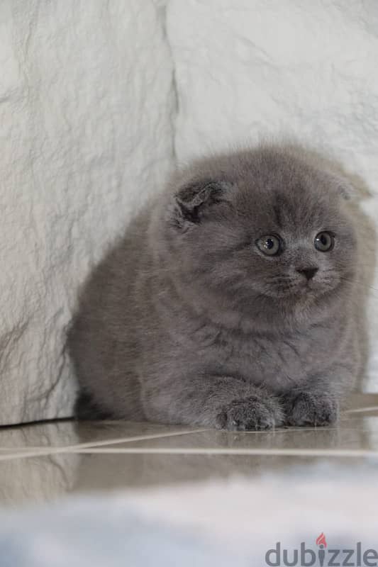 Scottish fold 1