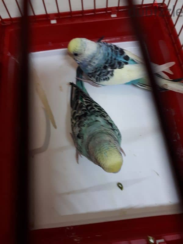 breading pair budgies for sale 4