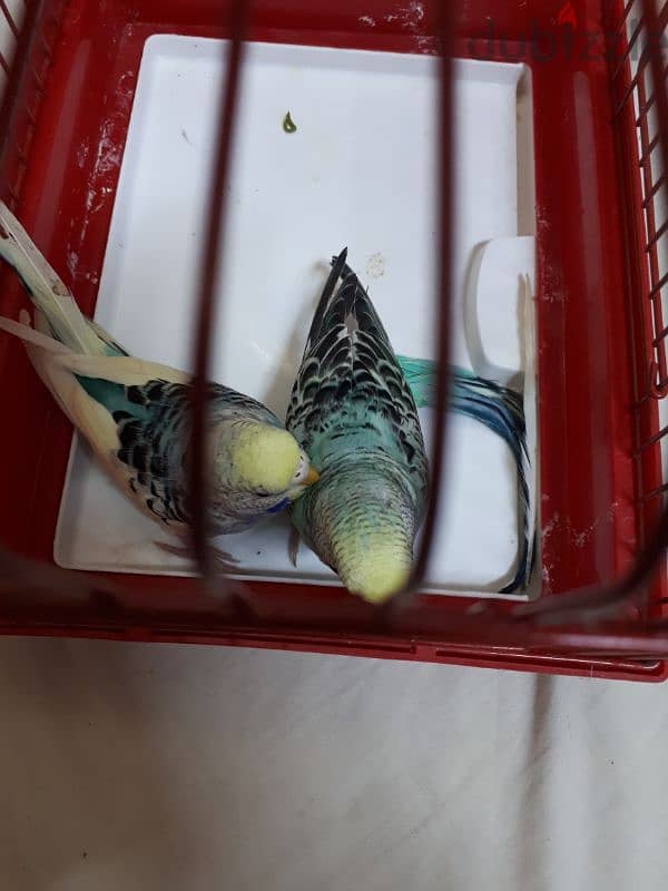 breading pair budgies for sale 5