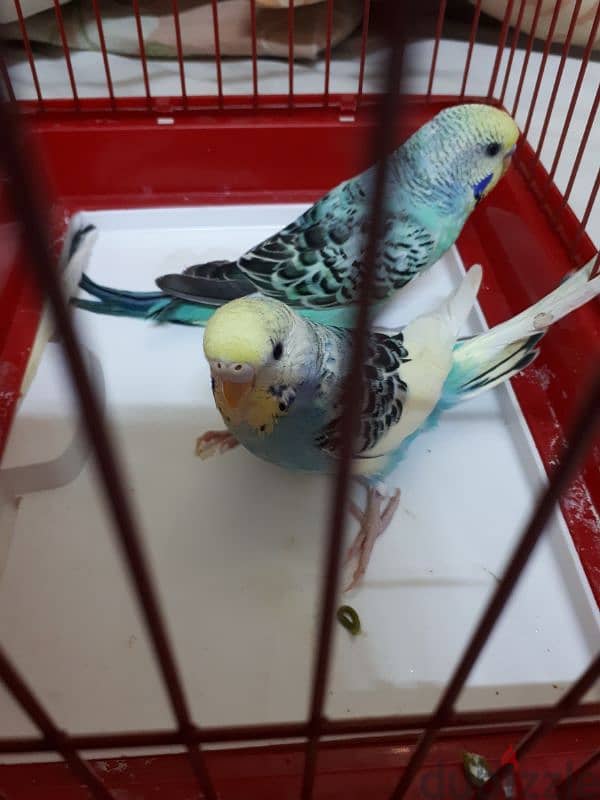 breading pair budgies for sale 3