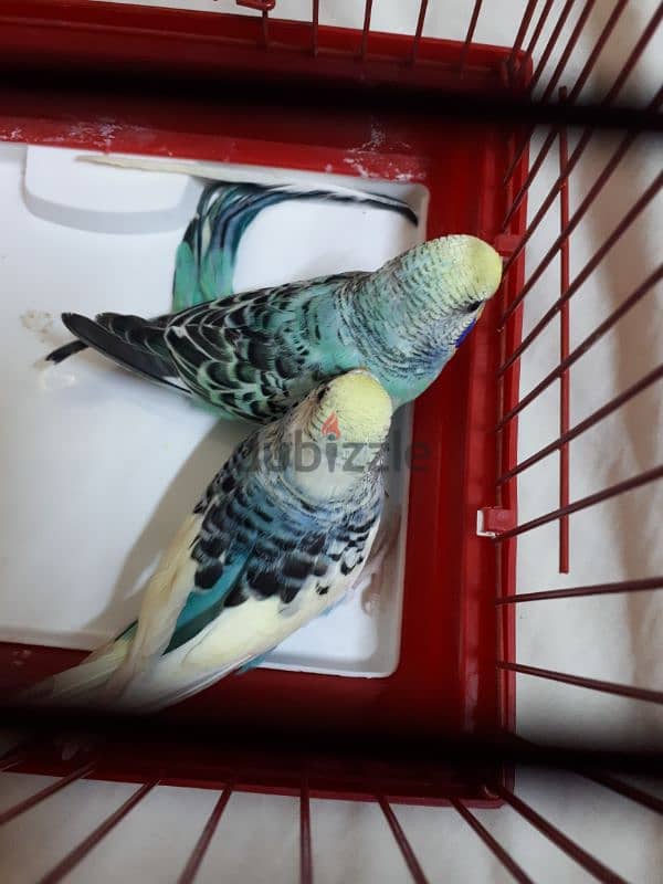 breading pair budgies for sale 6