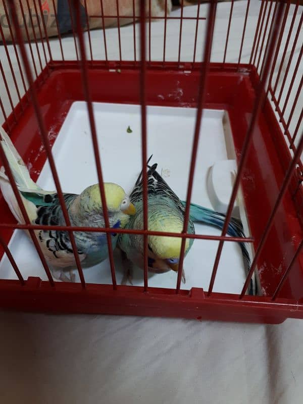 breading pair budgies for sale 7