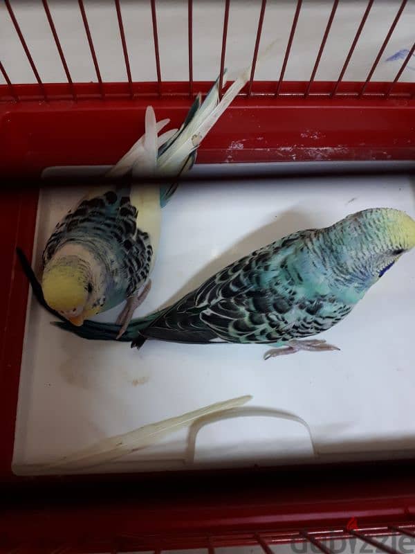 breading pair budgies for sale 8