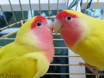 lutino lovebirds breeding pair