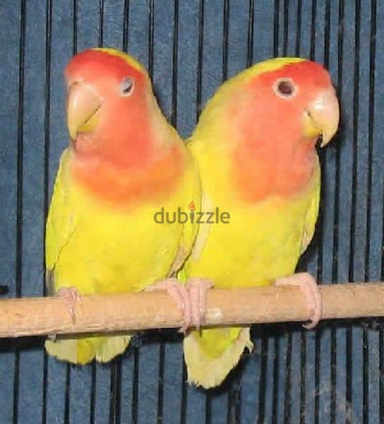 lutino lovebirds breeding pair 1