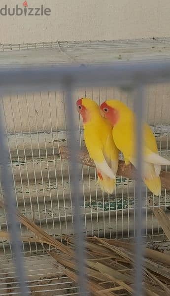 lutino lovebirds breeding pair 2