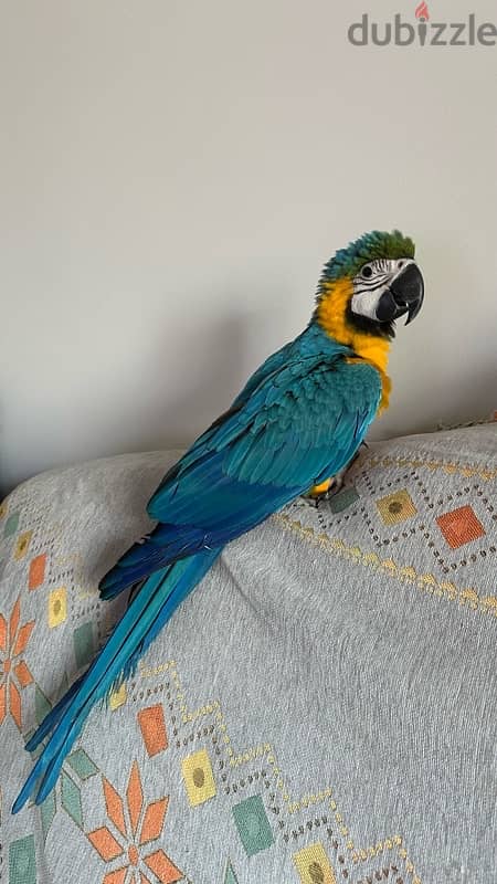 For sale Two blue & gold Macaw 0