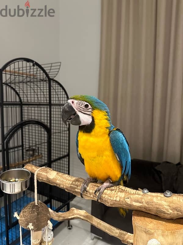 For sale Two blue & gold Macaw 1