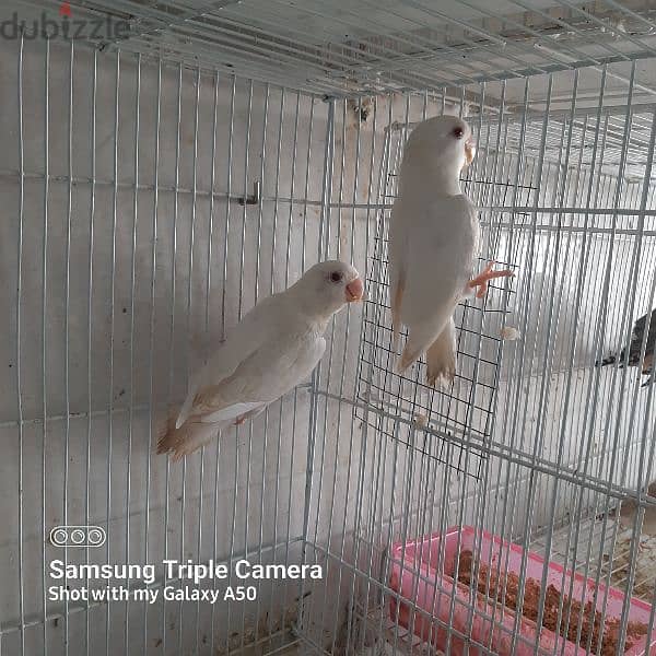 2 albino lovebird 80 percent female 1