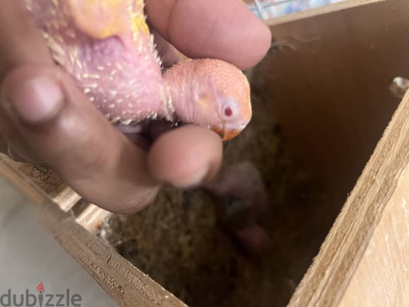 Fischer love bird chicks - home breed 0