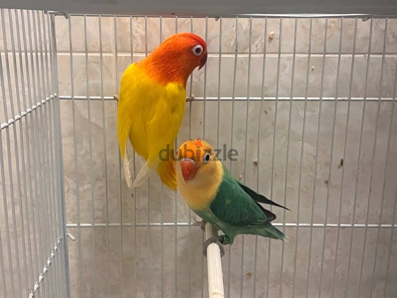 Fischer love bird chicks - home breed 5