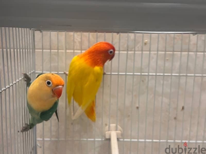 Fischer love bird chicks - home breed 6