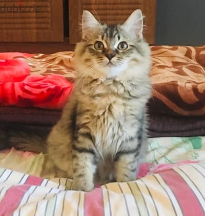 Persian Male kitten for Adoption