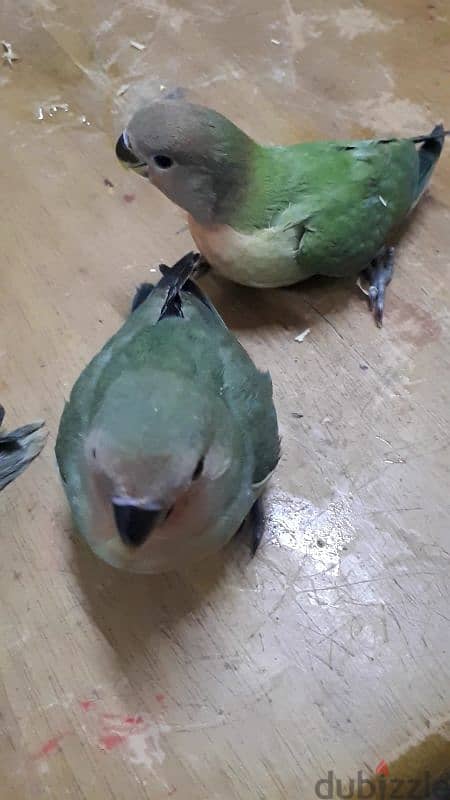 friendly love birds for sale(1 piece) 0