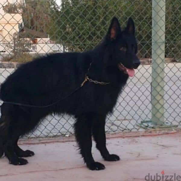 male German sheprd long hair top level 0