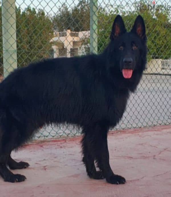 male German sheprd long hair top level 1