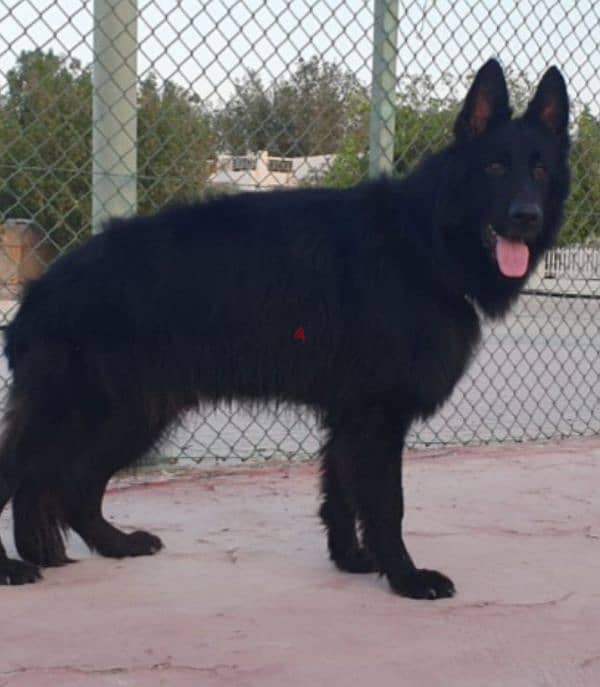 male German sheprd long hair top level 2