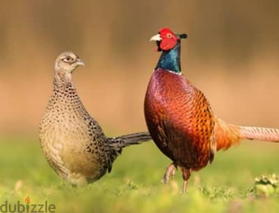 pheasant