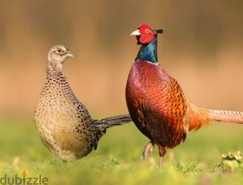 pheasant pair breeder 0