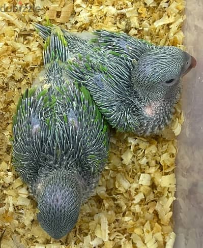 Ringneck Parrot (Mithu) Babies