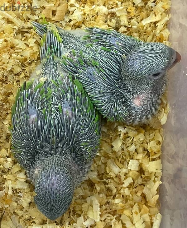 Ringneck Parrot (Mithu) Babies 0