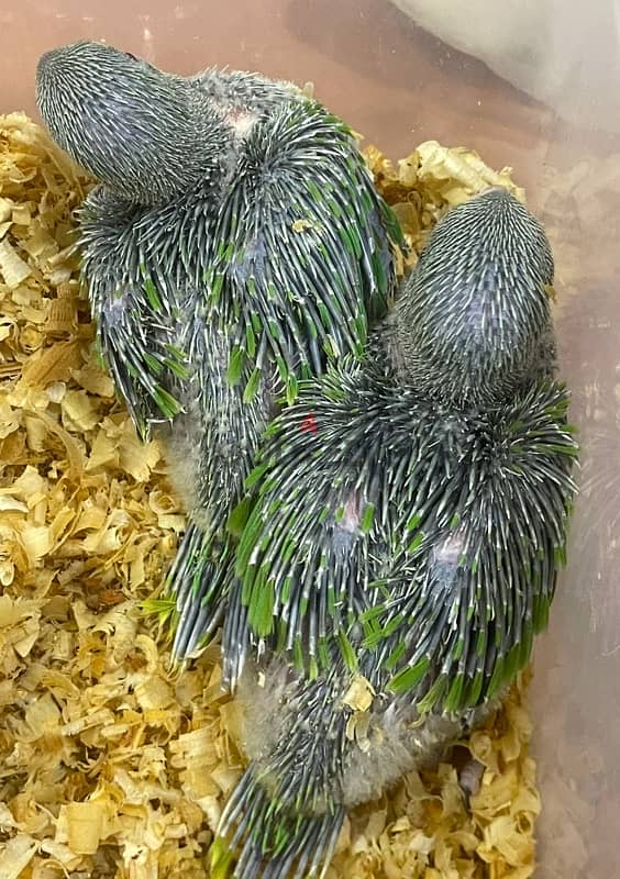 Ringneck Parrot (Mithu) Babies 1